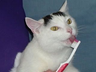 Cat-Licks-Toothbrushc.jpg