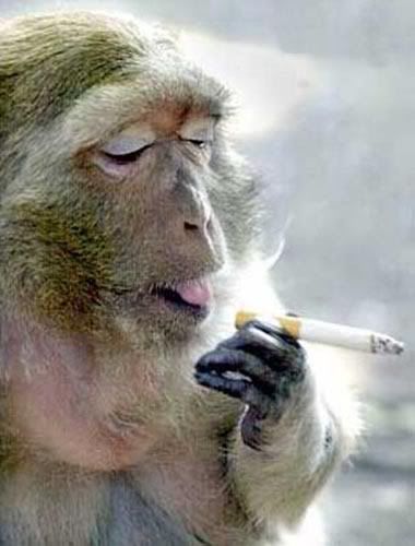 smoking_monkey.jpg