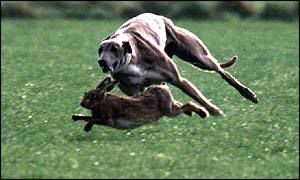 Dog20and20rabbit.jpg