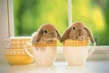 bunny_cups.jpg