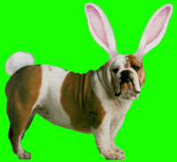 dog_bunny.gif