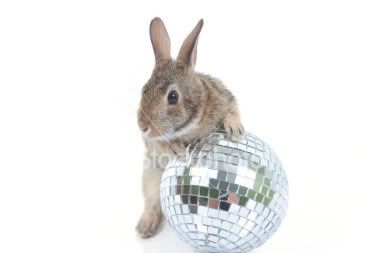 istockphoto_2376939_disco_rabbit.jpg