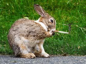 smoking2Bbunny.jpg