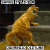 kittyshake.gif