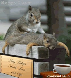 massagesquirrel.gif