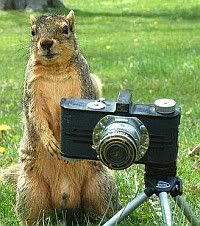 shooting_squirrel.jpg
