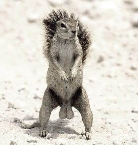 squirrel.jpg