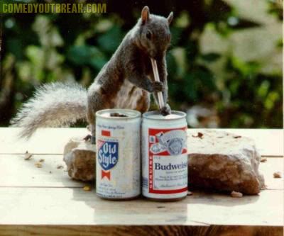 squirrel_drinkin_bud_wwwcomedyoutbr.jpg