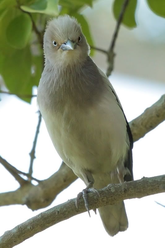 White-Shouldered Starling &#28784;&#32972;&#26891;&#40165;