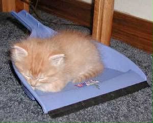 dustpankitty.jpg