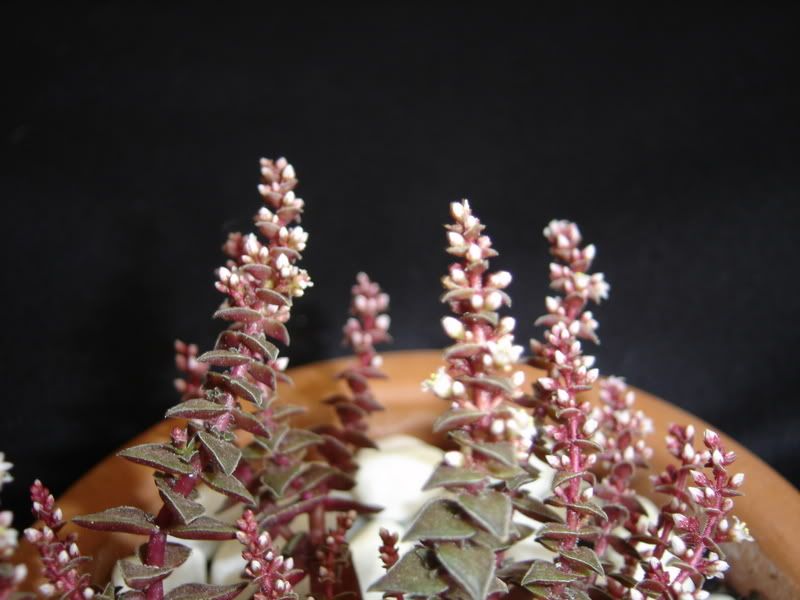 DSC00007-1.jpg