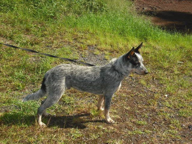 Heeler X