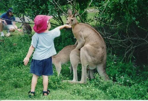 kangaroo-sex-kid-feed.jpg