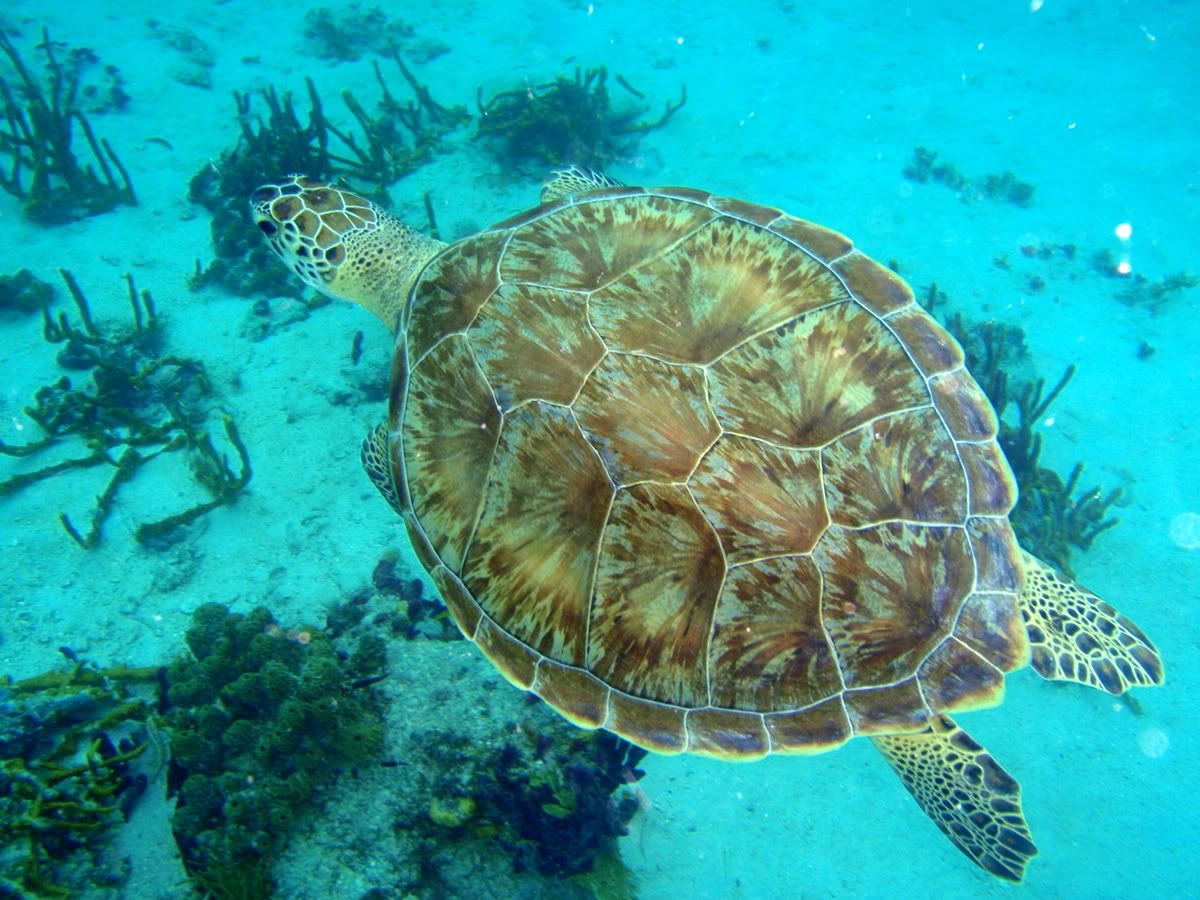 Water Lemon Cay