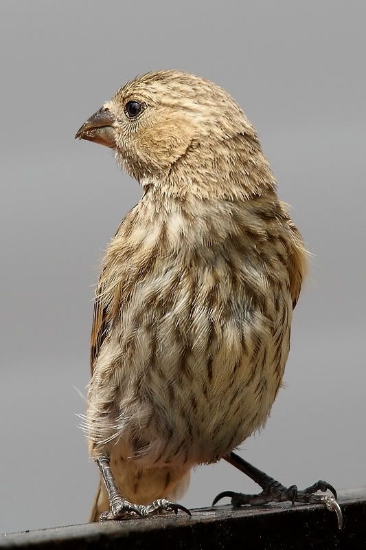 IMAGE: http://i70.photobucket.com/albums/i117/yorkiekisses/Photography/IMG_7722kctweb.jpg