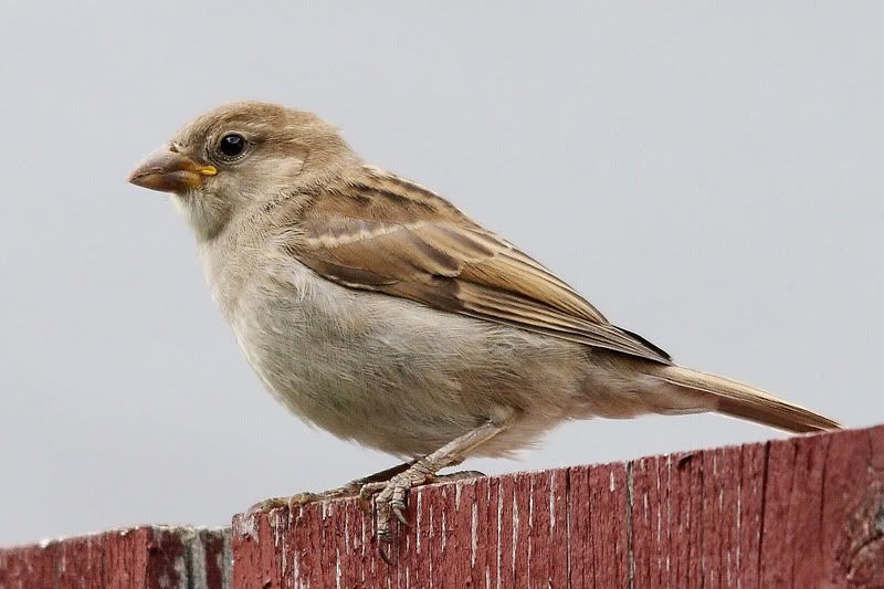 IMAGE: http://i70.photobucket.com/albums/i117/yorkiekisses/Photography/IMG_8697kctweb.jpg