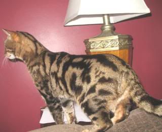 Photo Sharing and Video Hosting at Photobucket