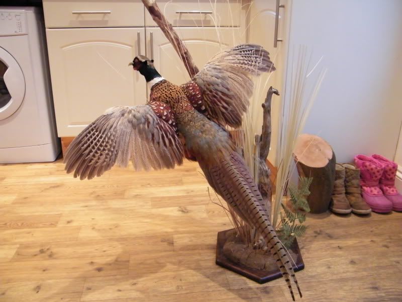 Pheasant1.jpg