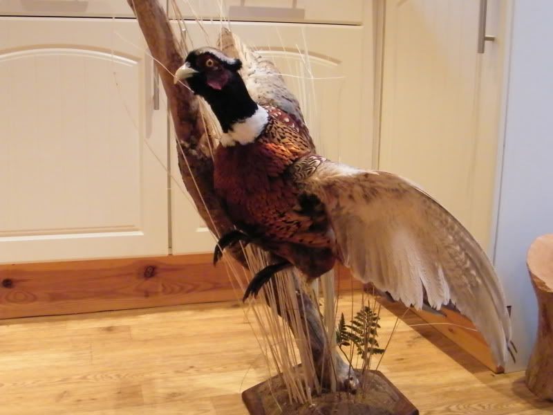 pheasant3.jpg