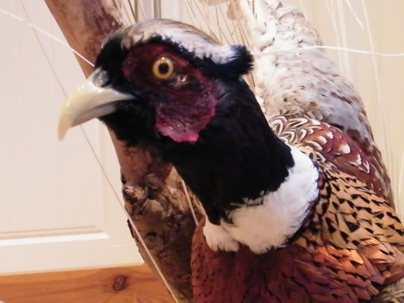 pheasant4.jpg