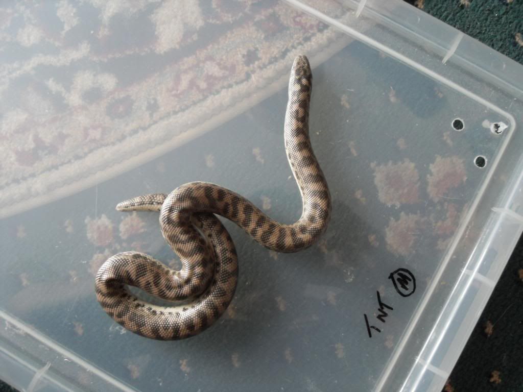 SE England tartar sand boas for sale Reptile Forums