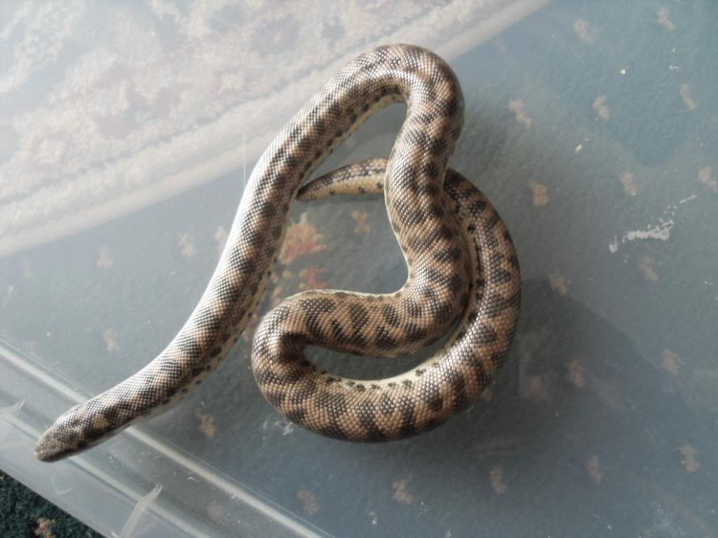 SE England tartar sand boas for sale Reptile Forums