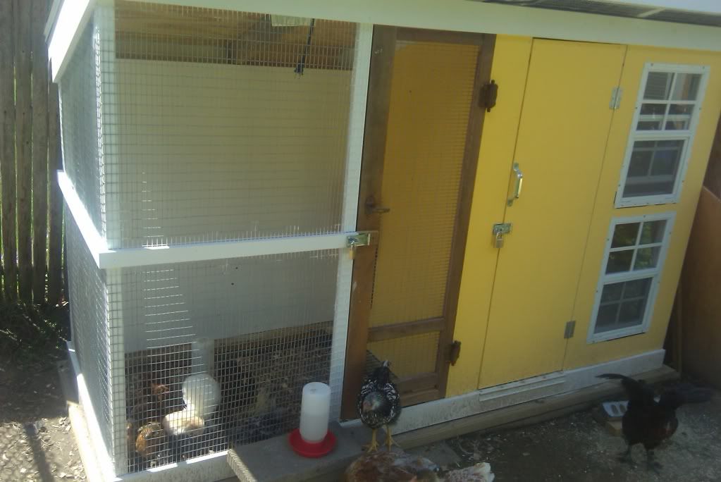 bantamcoop BackYard Chickens Community