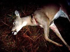 Photobucket - Video and Image Hosting