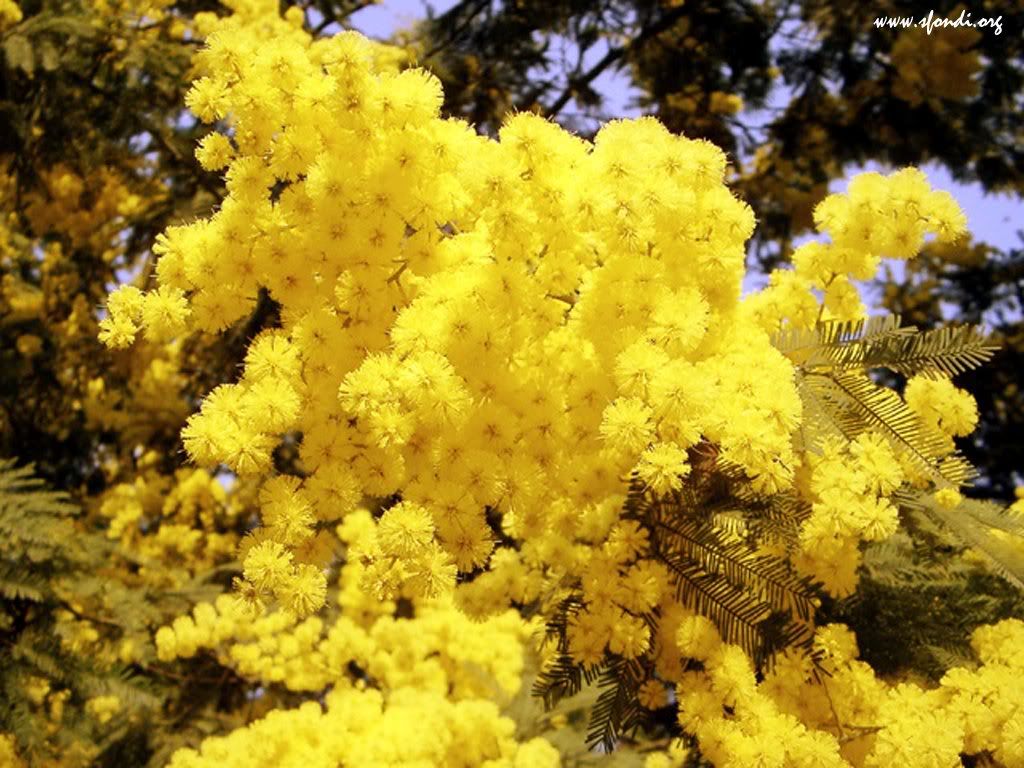 mimose.jpg picture by braido