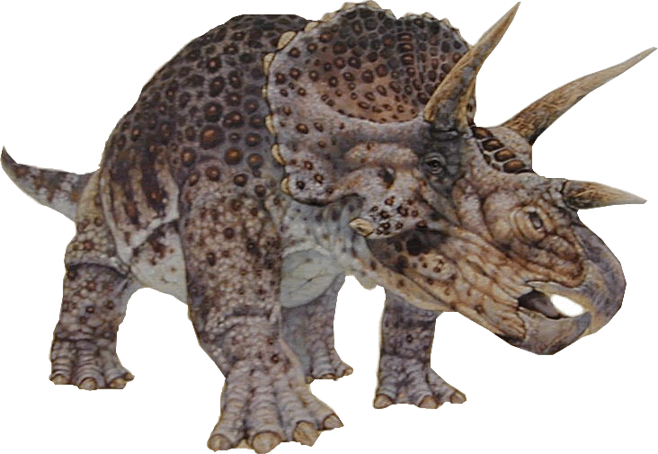 triceratops