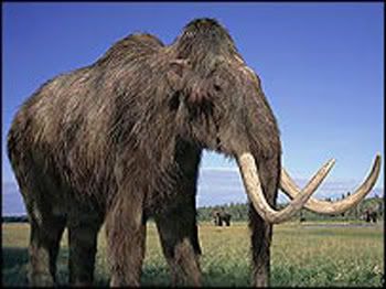 gambar Mammoth