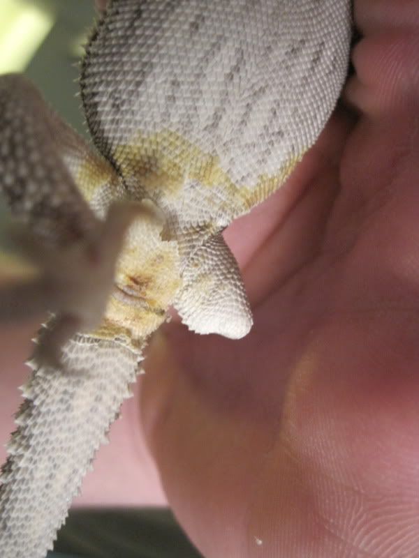 yellow fungus? urine stain? please help.. • Bearded Dragon . org
