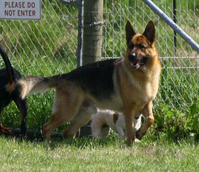 IMAGE: http://i70.photobucket.com/albums/i82/istie-5/Abby%20Doo/abbyatkcc030.jpg