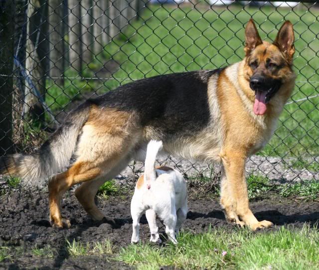 IMAGE: http://i70.photobucket.com/albums/i82/istie-5/Abby%20Doo/abbyatkcc049.jpg