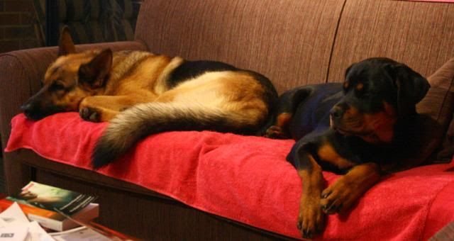 IMAGE: http://i70.photobucket.com/albums/i82/istie-5/Abby%20Doo/littlechicken003.jpg