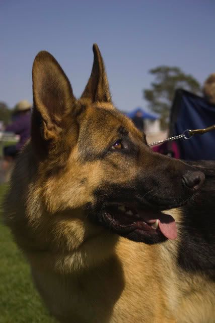 IMAGE: http://i70.photobucket.com/albums/i82/istie-5/Belgrave%20Show%20130808/Folio-50.jpg