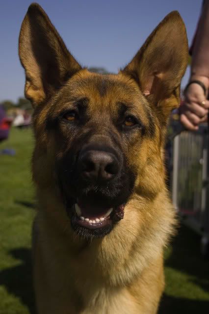 IMAGE: http://i70.photobucket.com/albums/i82/istie-5/Belgrave%20Show%20130808/Folio-51.jpg