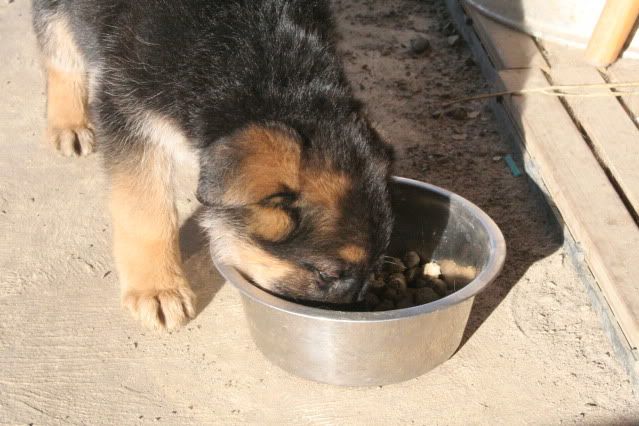 IMAGE: http://i70.photobucket.com/albums/i82/istie-5/Bohdi/4768b604.jpg