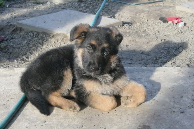 IMAGE: http://i70.photobucket.com/albums/i82/istie-5/Bohdi/6ef0e8a4.jpg