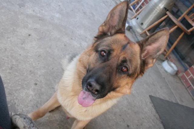 IMAGE: http://i70.photobucket.com/albums/i82/istie-5/Bohdi/Bohdisfirstdayhome067.jpg