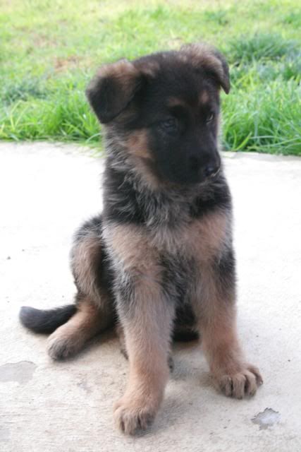 IMAGE: http://i70.photobucket.com/albums/i82/istie-5/Bohdi/Bohdisfirstdayhome080.jpg