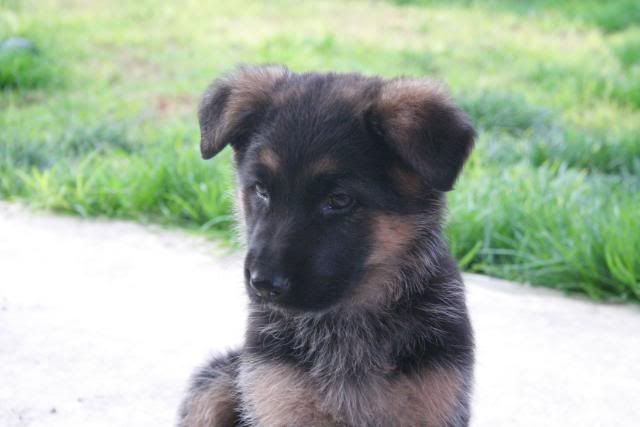 IMAGE: http://i70.photobucket.com/albums/i82/istie-5/Bohdi/Bohdisfirstdayhome082.jpg