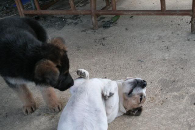 IMAGE: http://i70.photobucket.com/albums/i82/istie-5/Bohdi/Bohdisfirstdayhome084.jpg