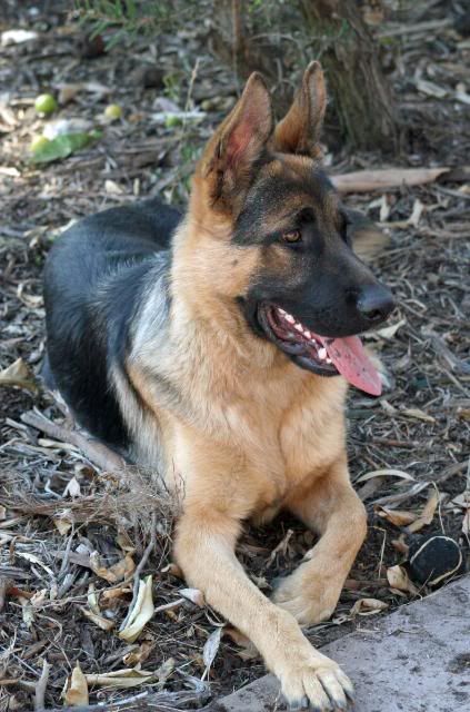 IMAGE: http://i70.photobucket.com/albums/i82/istie-5/Bohdi/bohdi13022012078.jpg