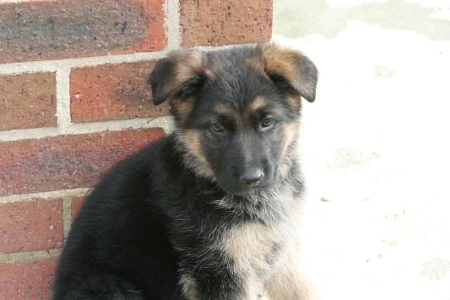 IMAGE: http://i70.photobucket.com/albums/i82/istie-5/Bohdi/daytwo013.jpg