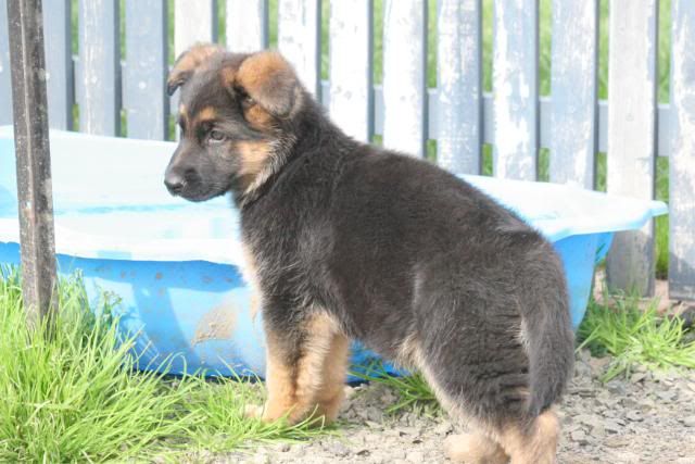 IMAGE: http://i70.photobucket.com/albums/i82/istie-5/Bohdi/daytwo016.jpg