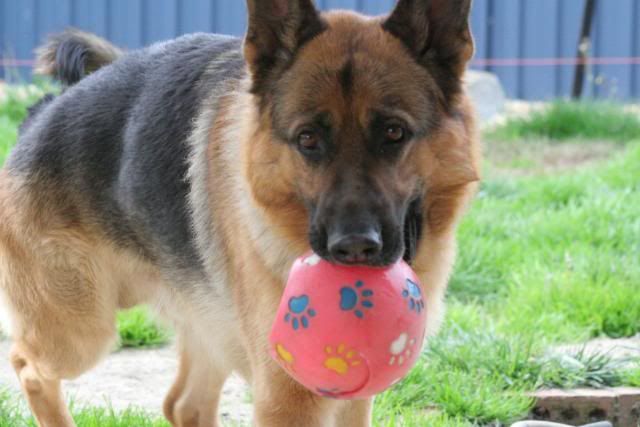 IMAGE: http://i70.photobucket.com/albums/i82/istie-5/Bohdi/daytwo024.jpg