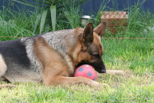 IMAGE: http://i70.photobucket.com/albums/i82/istie-5/Bohdi/daytwo025.jpg