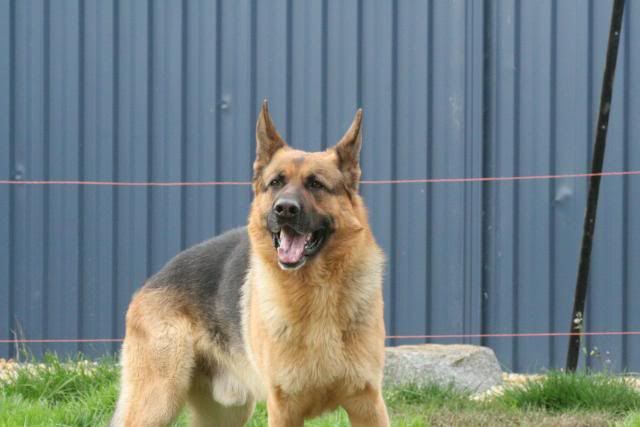 IMAGE: http://i70.photobucket.com/albums/i82/istie-5/Bohdi/daytwo034.jpg