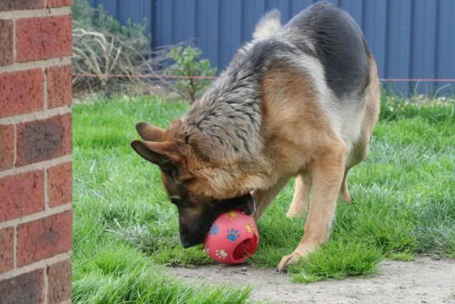 IMAGE: http://i70.photobucket.com/albums/i82/istie-5/Bohdi/daytwo040.jpg